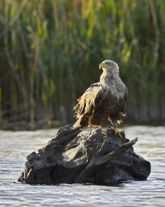 un aigle posé sur un petit rocher au milieu de l'eau