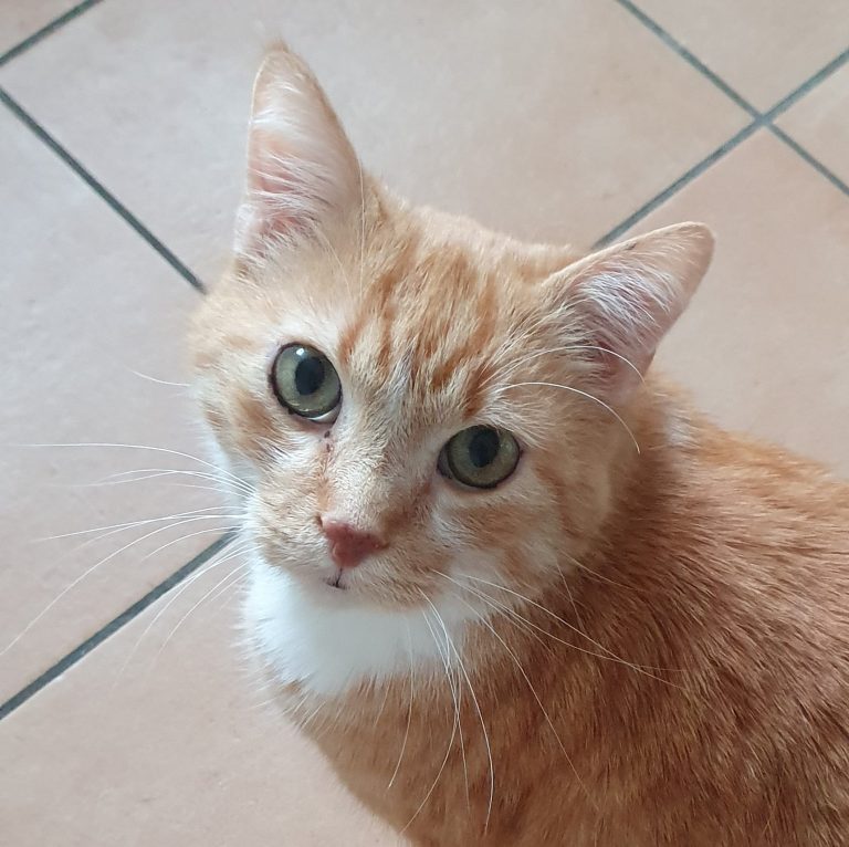 Lucifer, l'un de mes chats. Roux, il fixe l'objectif
