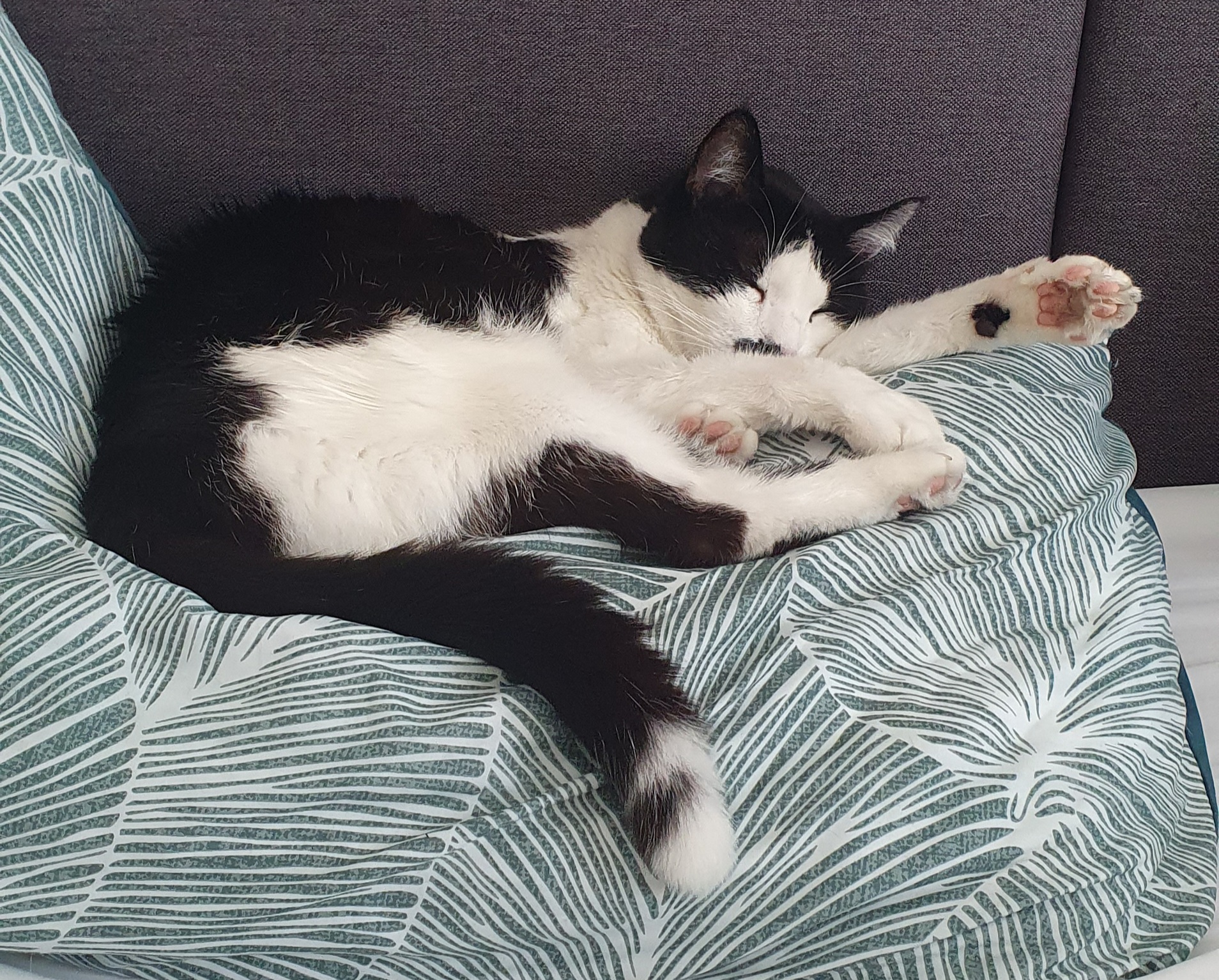 Casanova, mon chat noir et blanc, installé sur mon oreiller pour sa siest