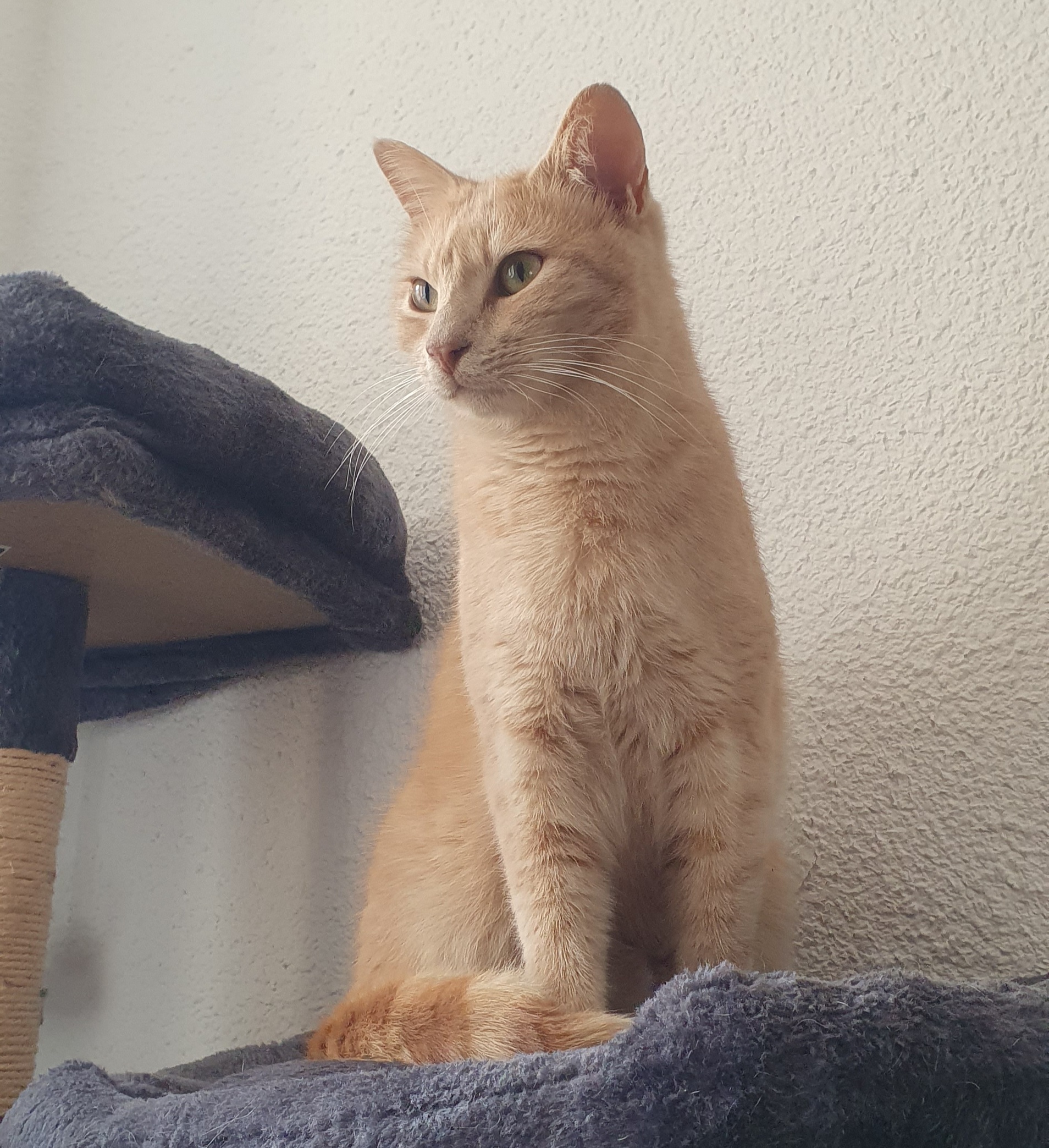 Lumos, mon chat crème, assis sur son arbre à chat et observant la pièce
