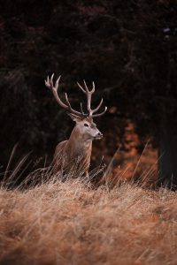 un cerf dont les bois sont bien développé, la tête légèrement tournée vers la droite