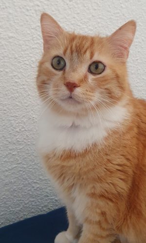 Lucifer, mon chat roux et doyen de la famille, assis, avec un regard incroyable Il est le symbole du lien âme-animal et de la communication intuitive au sein d’Horizon Résilience