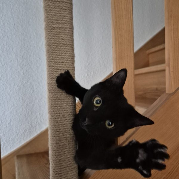 Nox, chat noir qui tend la patte vers l'appareil