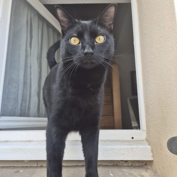 Nox, chat noir, sur le rebord d'une fenêtre, le regard fier